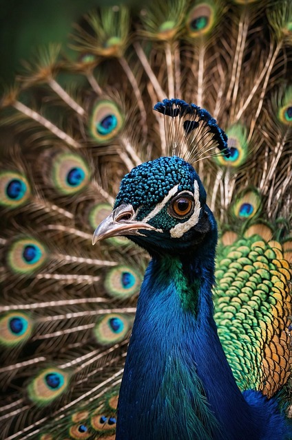 Peacock, Vogel, Natur, Gefieder, Stift