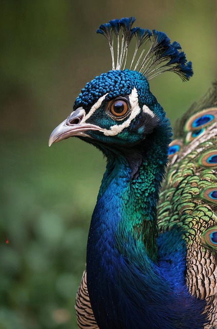 Peacock, Natur, Vogel, Gefieder, Stift