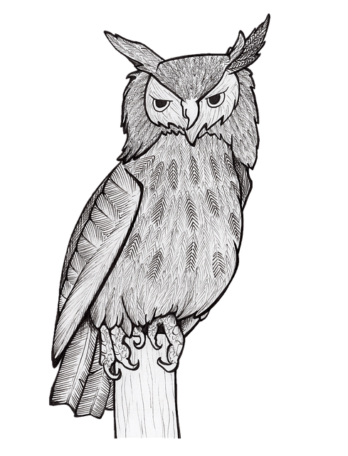 Coruja, Pássaro, Raptor, Animal