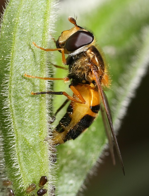 Free Insect Hover Fly photo and picture
