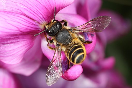 Free Nature Bee photo and picture