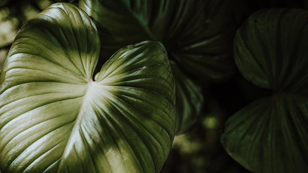 Free Ai Generated Plants illustration and picture