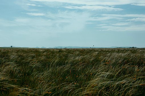 Gebied, Gras, Steppe, Natuur, Lucht