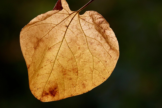 Free Whistling Wind Nature photo and picture
