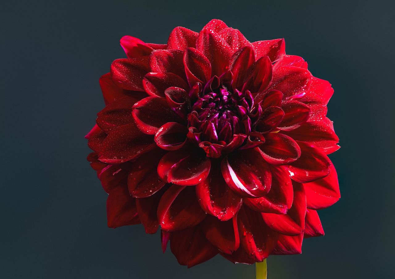 Dahlia Nature Bloom - Photo gratuite sur Pixabay