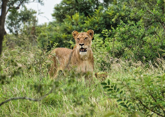 Løve, Løveunger, Dyreliv, Safari, Natur