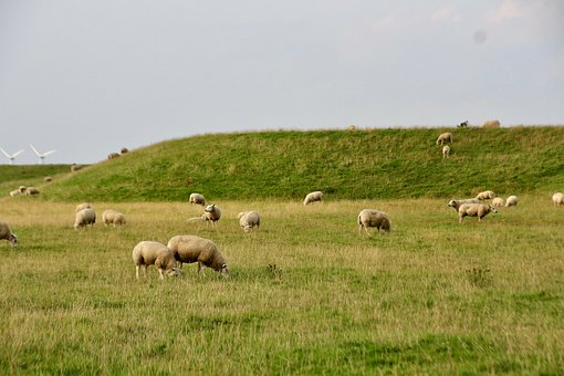 Free Sheep Animals photo and picture