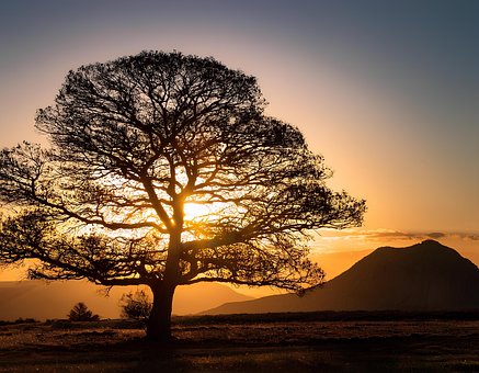 Free Tree Sunset photo and picture