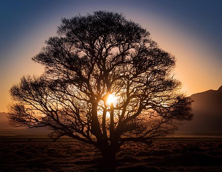 Free Tree Sunset photo and picture