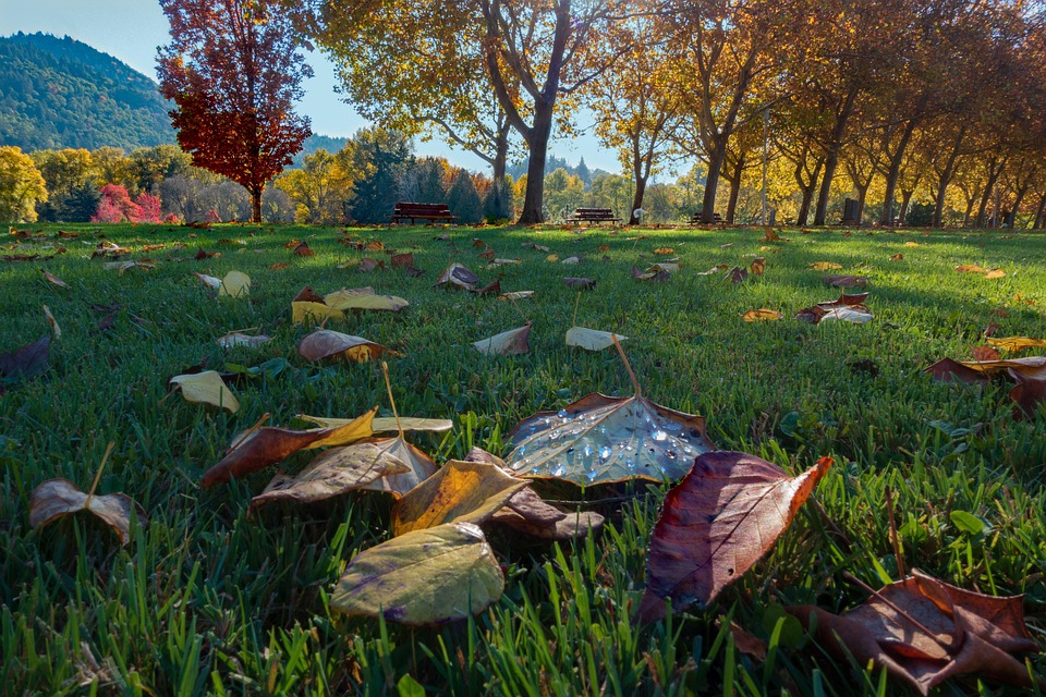 Autumn Leaves Fall Free Photo On Pixabay