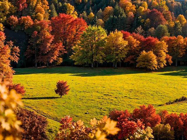 Tre, Natur, Skog, Årstid, Hvem Skapte