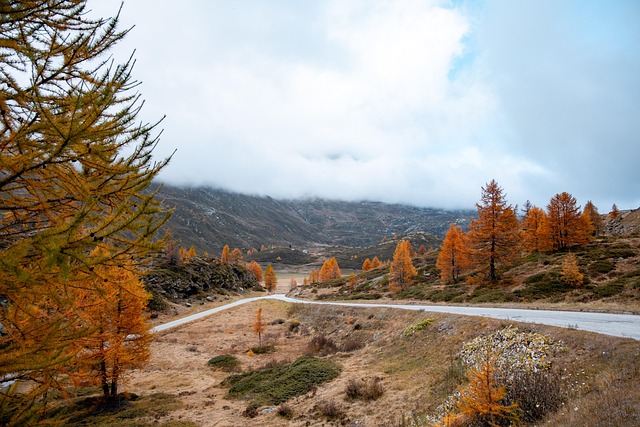 Outono, Cair, Natureza, Herbst, Árvore