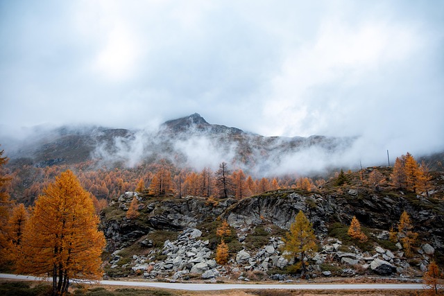 Outono, Cair, Natureza, Herbst, Árvore