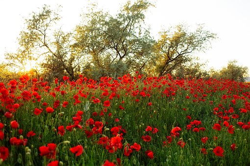 Klaprozen, Veld, Open Plek, Bloemen