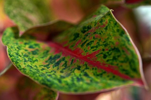 Free Aglonema Nature photo and picture