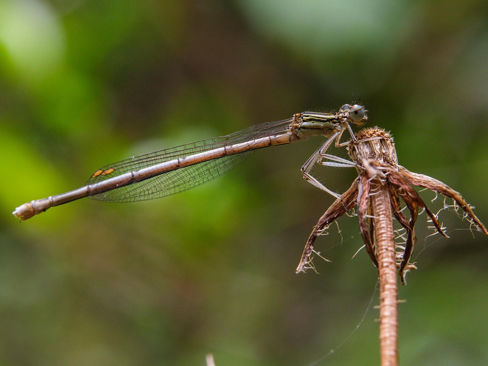 WELIREG: First Systemic Therapy Approved for VHL Disease in China - News Directory 3
