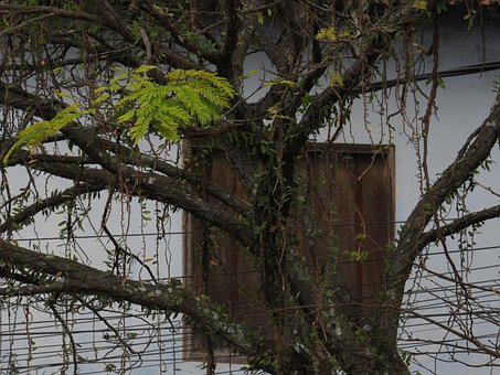 Free Tree Nature photo and picture