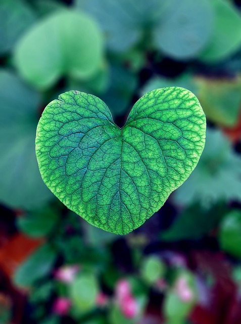 Free Heart Sheet photo and picture
