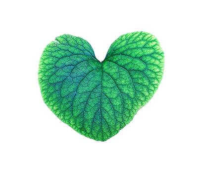 Free Green Vega photo and picture