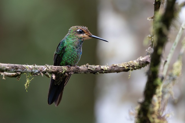 Free Flirtatious Hummingbird photo and picture