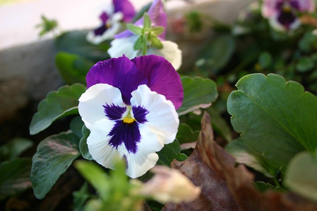 Free Pansy Flower photo and picture