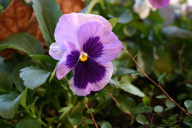 Free Pansy Flower photo and picture