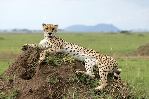 Guepardo, Serengeti, Tanzânia