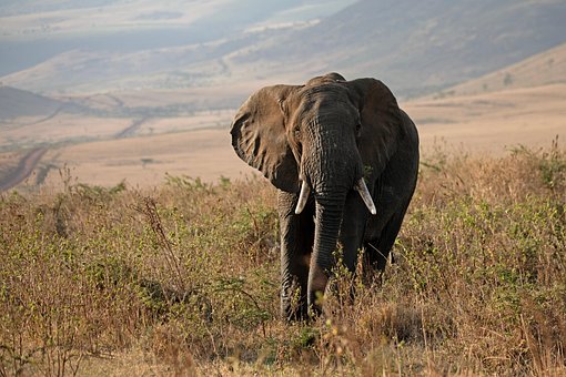 Elefante, Tanzânia, África, Safári