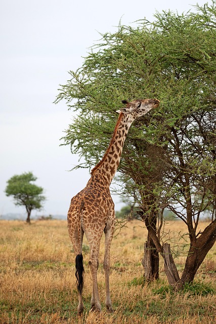 Girafa, Serengeti, Tanzânia, Natureza