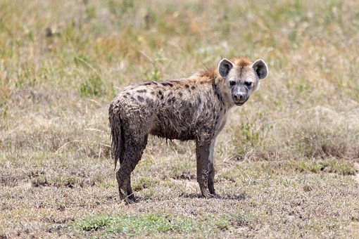 Hiena, Tanzânia, Serengeti