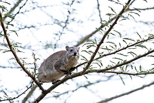 Hyrax, Tanzânia, Serengeti