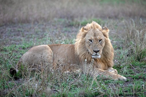 Leão, Gato Grande, Tanzânia, Serengeti