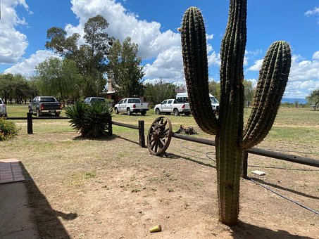 Free Cactus Nature photo and picture