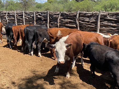 Free Cow Livestock photo and picture