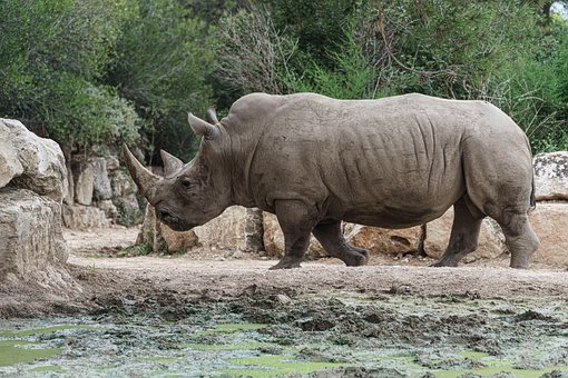 Free Animal Rhinoceros photo and picture