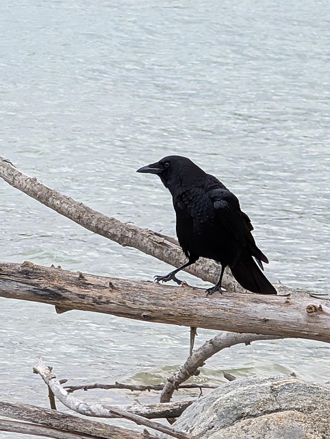 Free Nature Wildlife photo and picture
