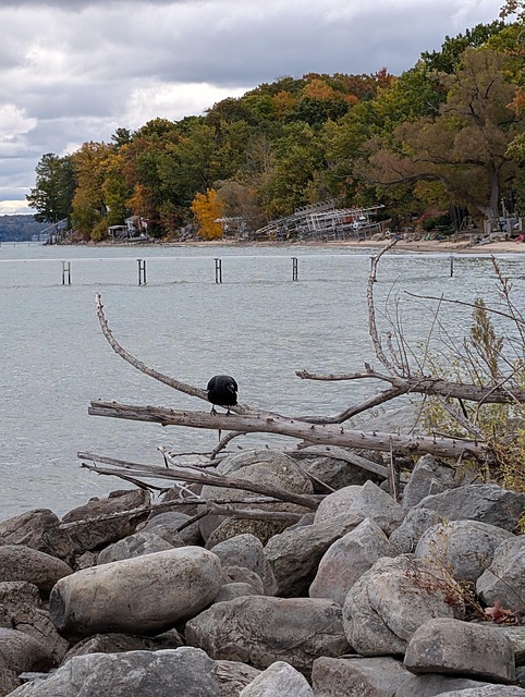 Free Nature Wildlife photo and picture