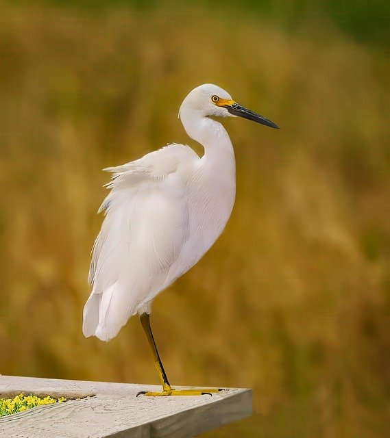 Reiher, Vogel, Tier, Federn, Gefieder