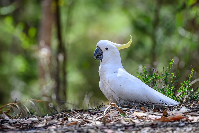sulphur-crested cockatoo, cockatoo, bird, animal, feathers, plumage, wildlife, nature, beak, avian, bill, bird watching, ornithology, wild, australia