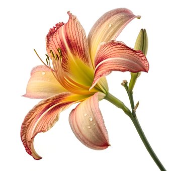 Natuur, Bloem, Bloesem, Flora