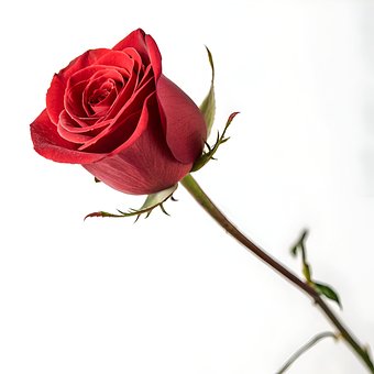 Ai Gegenereerd, Roos, Bloem