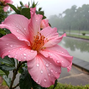Natuur, Bloem, Roze, Regenen, Regen