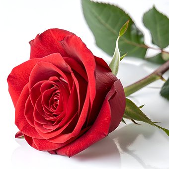 Ai Gegenereerd, Roos, Bloem, Rood