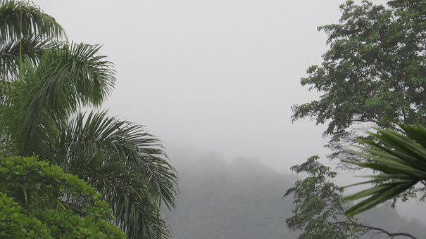 Free Flora Nature photo and picture
