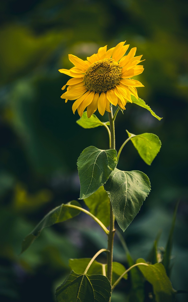 Sunflower Yellow Flower - Free photo on Pixabay