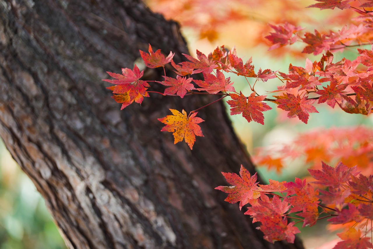 Fall Autumn Leaves - Free photo on Pixabay