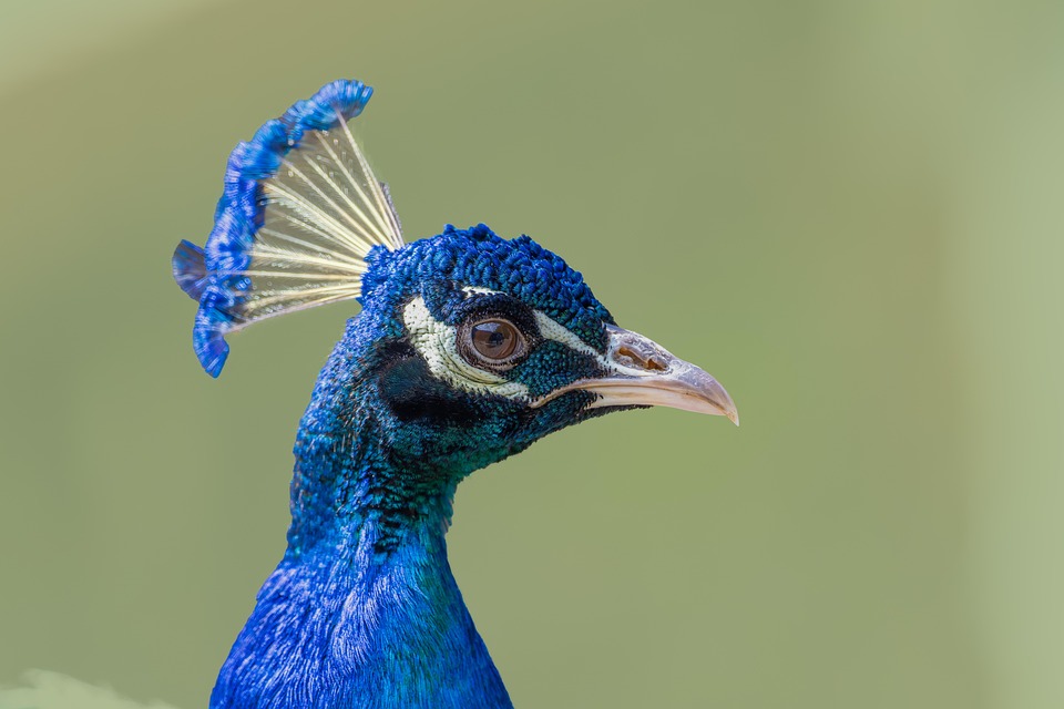 bird-9218531_960_720.jpg