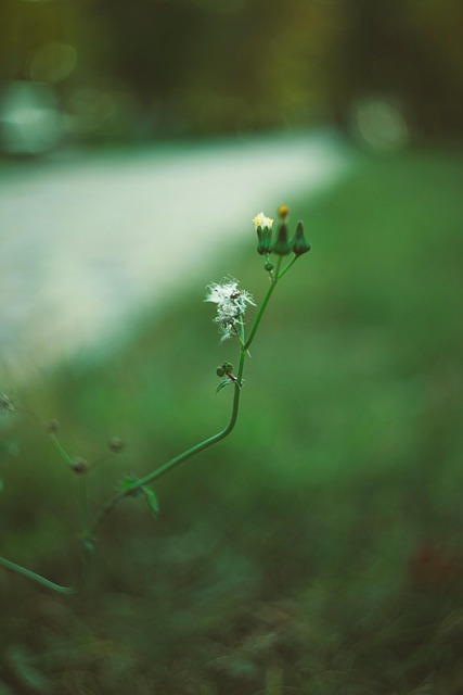 Bloem, Plant, Macro, Green, Herfst