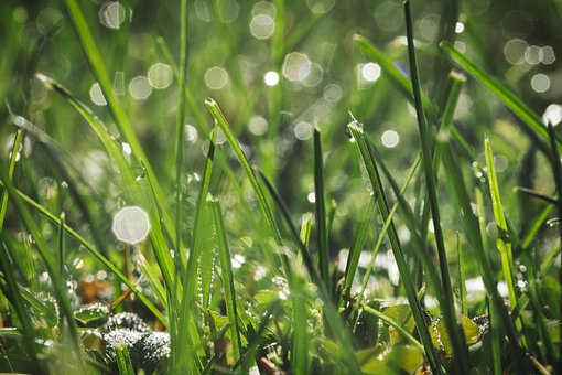 Free Grass Meadow photo and picture