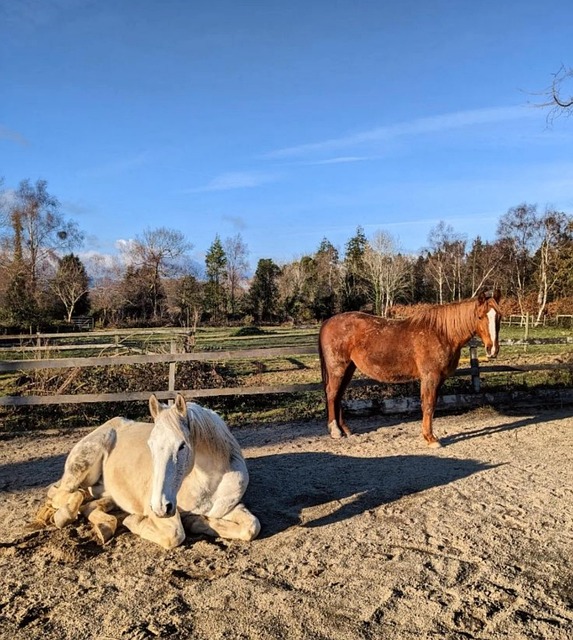 Natur, Tiere, Draußen, Ranch, Pferde